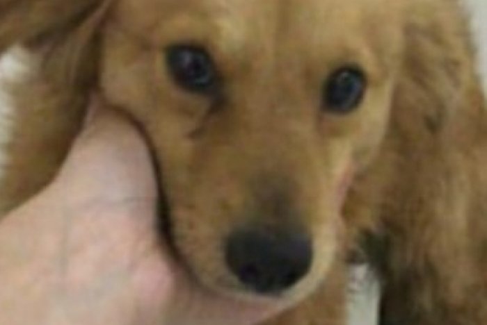 Crueldade Cachorro Amarrado Em Carro E Arrastado Por Km Em Santa