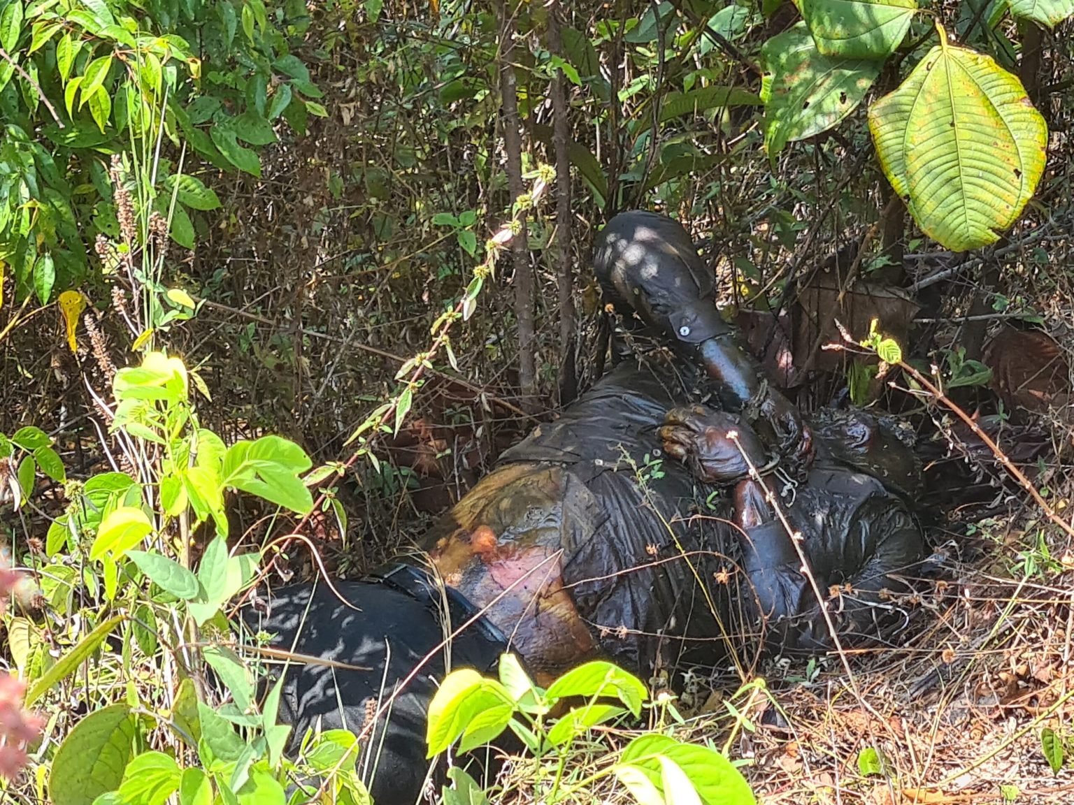 Últimas Corpo Em Estado De Decomposição é Desovado Em área Verde Do Distrito Industrial 2