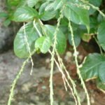 planta medicinal