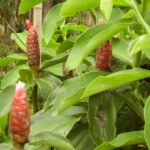 planta medicinal